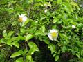 snuff-box tree; wild white rose